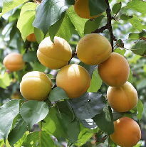 新信州暦　あんずの味覚に一瞬の初夏を悟る