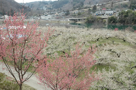 麗しい湖畔の花園「ろうかく梅園」