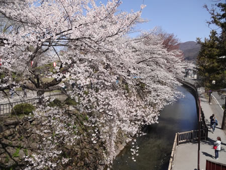 信州桜めぐり -上伊那・諏訪へ-