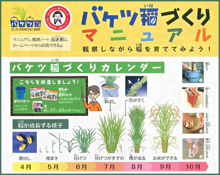 バケツ稲 観察日誌（１）芽出し・種植え