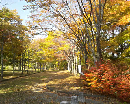 清々しく美しい。軽井沢の紅葉を訪ねて