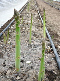 新信州暦　農業体験旅行、受け入れます！