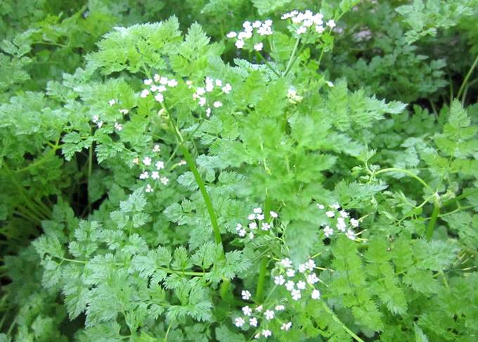 編集後記：蓼科高原でチャービルサラダとワインはいかが