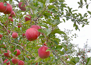 加工組合さくら