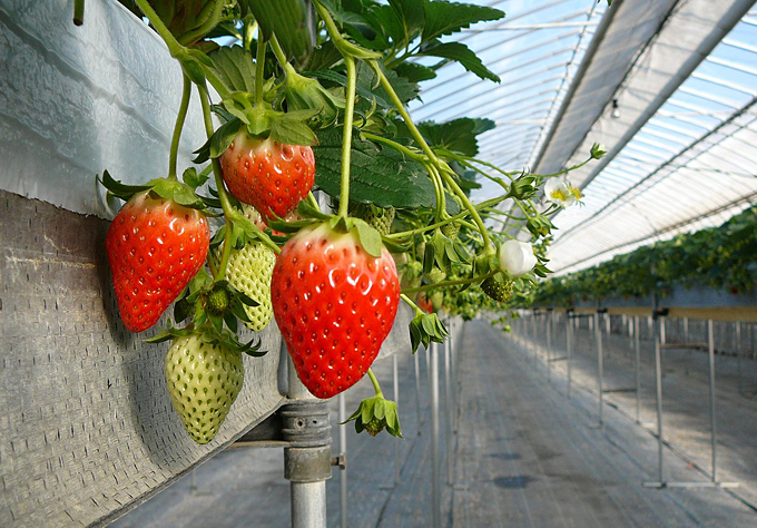 編集後記：元旦は日本一早いイチゴ狩りに行こう！