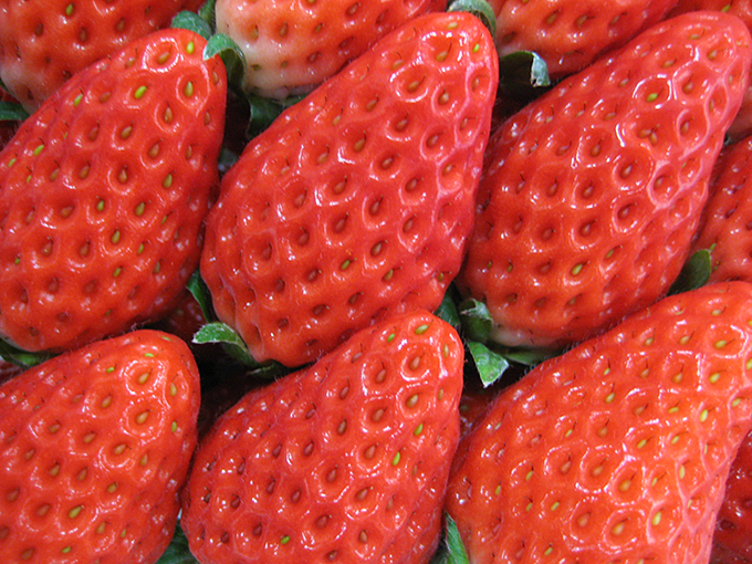 編集後記：イチゴ狩りは思い出もおいしさもいろいろです