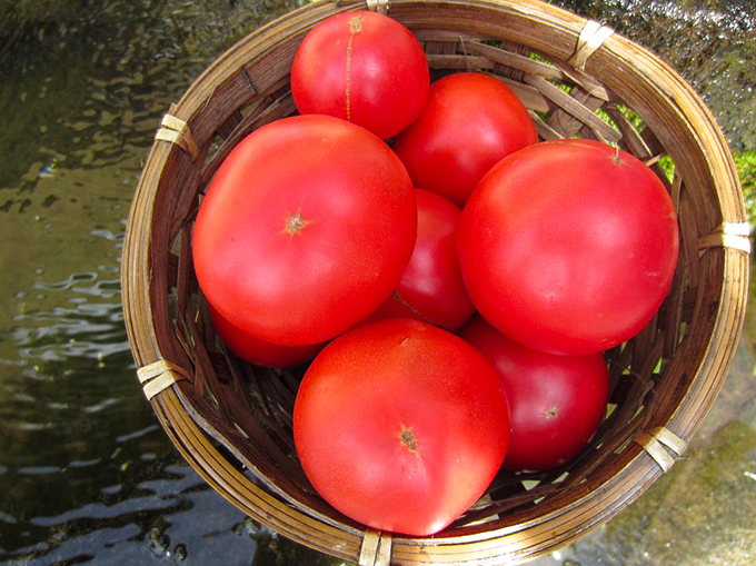 新コーナー！読者の疑問に答えます！ミニトマト栽培のコツ