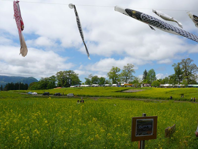 いいやま菜の花まつり
