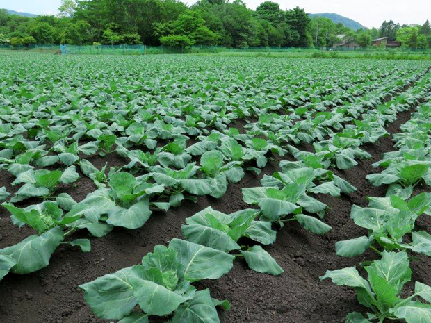 みどりのひろば軽井沢