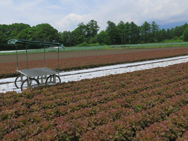 みどりのひろば軽井沢