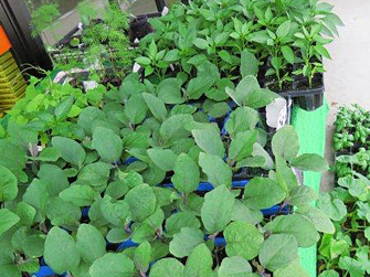 みどりのひろば軽井沢