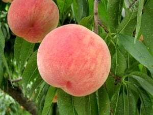 今週は「のろまんモモ」をプレゼント