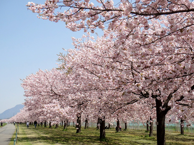 全国でもめずらしい八重桜の桜堤に行ってきました！