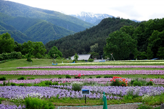 国営アルプスあづみの公園