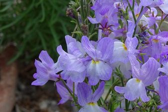 国営アルプスあづみの公園