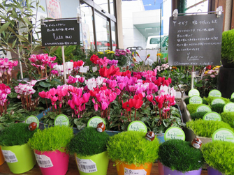 信鮮！信旬！キャンペーン