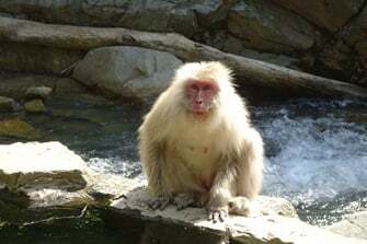 Summer Monkey？｜長野県のおいしい食べ方