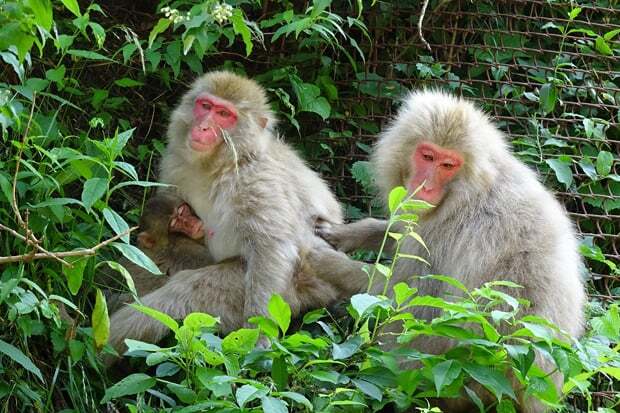 Summer Monkey？｜長野県のおいしい食べ方