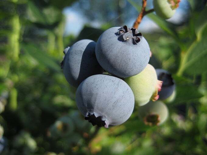 読者の疑問に答えます！プロに聞いたブルーベリーの育て方