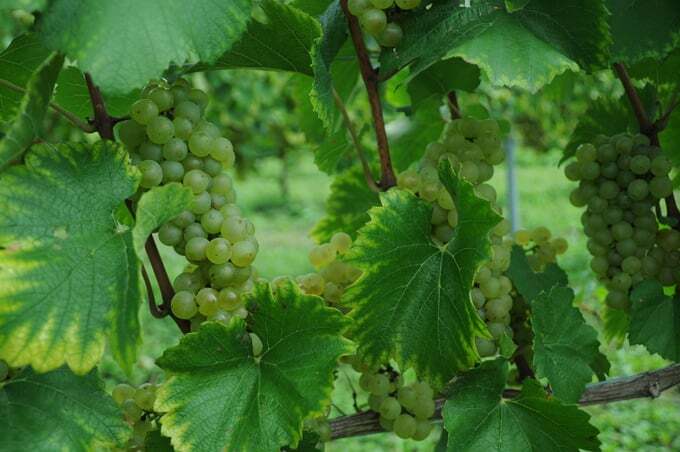 日本ワインに吹く新しい風vol.2:安曇野市天王原