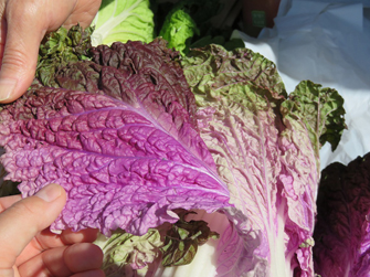 信鮮！信旬！キャンペーン