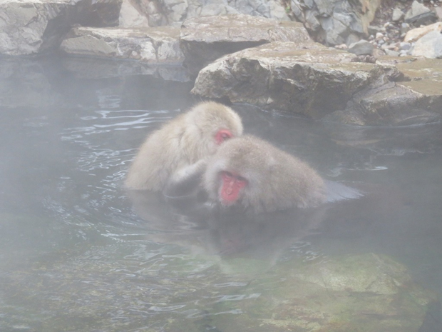 スノーモンキーに会いにいってきました！