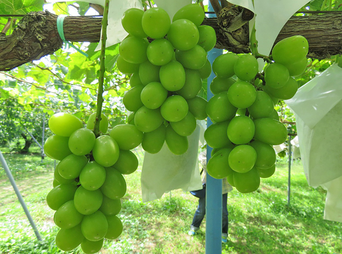 ナガノパープル＆シャインマスカットが食べ放題！