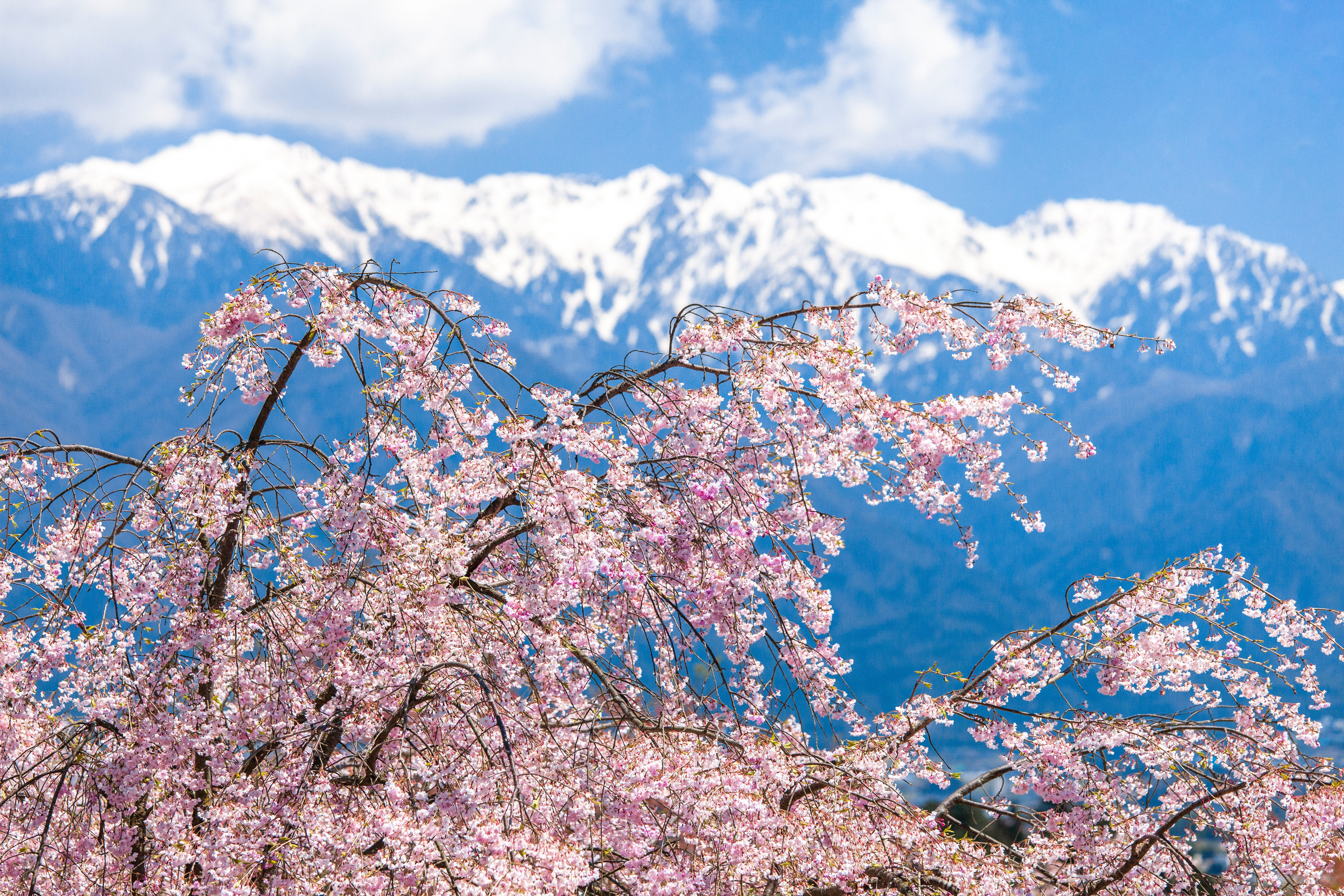 花もだんごも楽しみたい。長野のお花見スポットと直売所（桜編）
