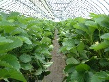 連載　ハウスいちご園の農事録　第５回
