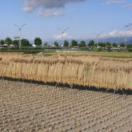新信州暦　紅葉が高山から里へと駆けおりて