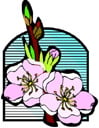 里のあんずの花が満開になると北信州にも春