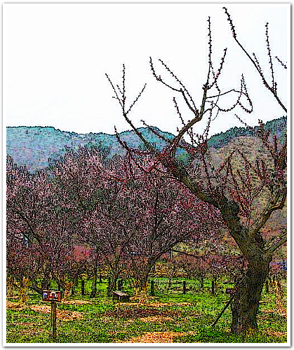 あんずの里が桃色に染まりはじめていますよ