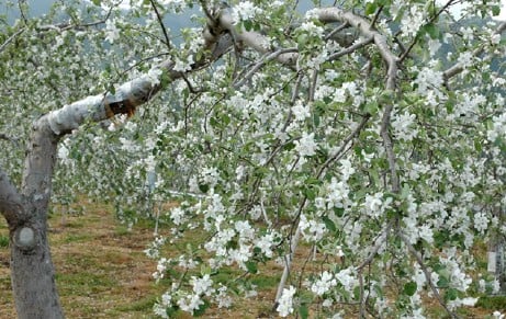 高原を渡る風にもリンゴの花の香りがします