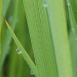 新信州暦　夏から秋へ、そして収穫の季節へ