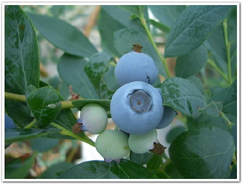 ブルーベリーとともに育っている夢農場の夢