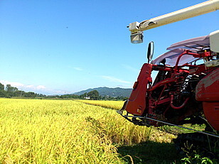 新信州暦　稲穂が黄金色に輝く季節になって