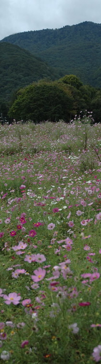 そうだ、コスモスを見に黒姫のコスモス園に