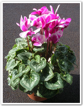 じつはシクラメンは和名を篝火花と言います