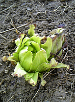 新信州暦　晴れた日には散歩に出かけましょ