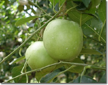 信州のリンゴの季節は青リンゴからはじまる