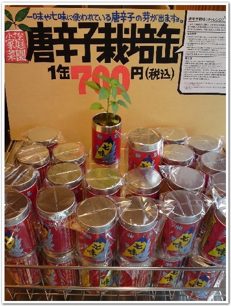 八幡屋礒五郎の唐辛子を机の上で育ててみる