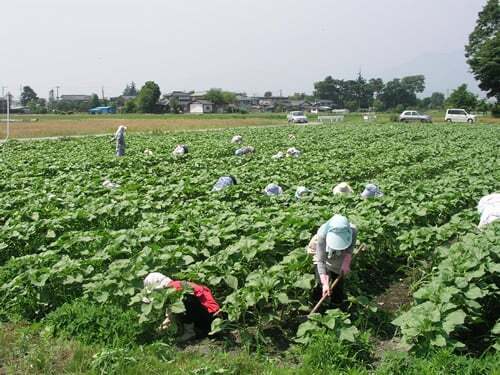 菜の花とヒマワリの共通点はどこにあるか？