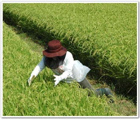 昔信州ではイナゴ捕りは子どもの常識でした