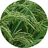 新信州暦　稲穂も重い頭をさげはじめるころ