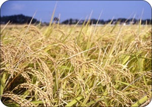 長野の米