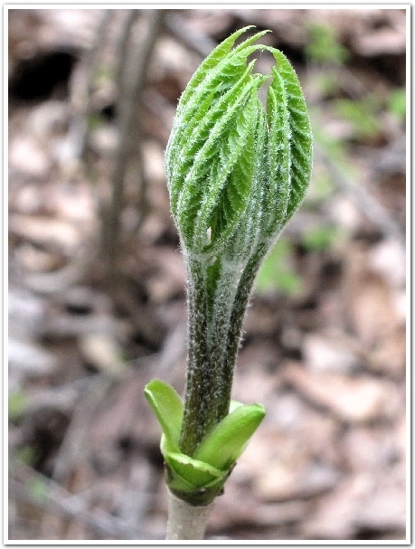 山菜の女王と出合うために新緑の飯綱の山へ