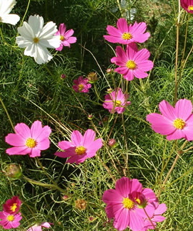 コスモスの花たちに見つめられに行く小旅行
