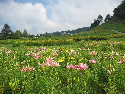 自然のなかの無数のゆりの花の咲く森の奥へ