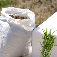 ベランダでの稲作本格体験を父の日に贈ろう