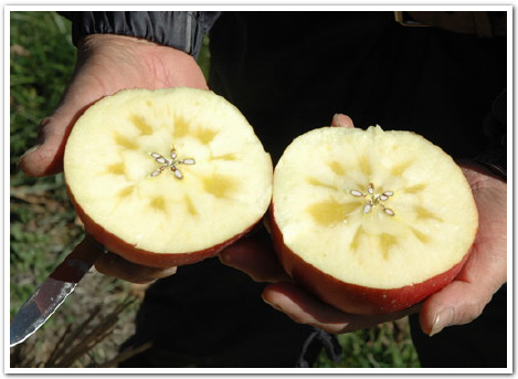 りんごの減農薬栽培とはどういうものなのか